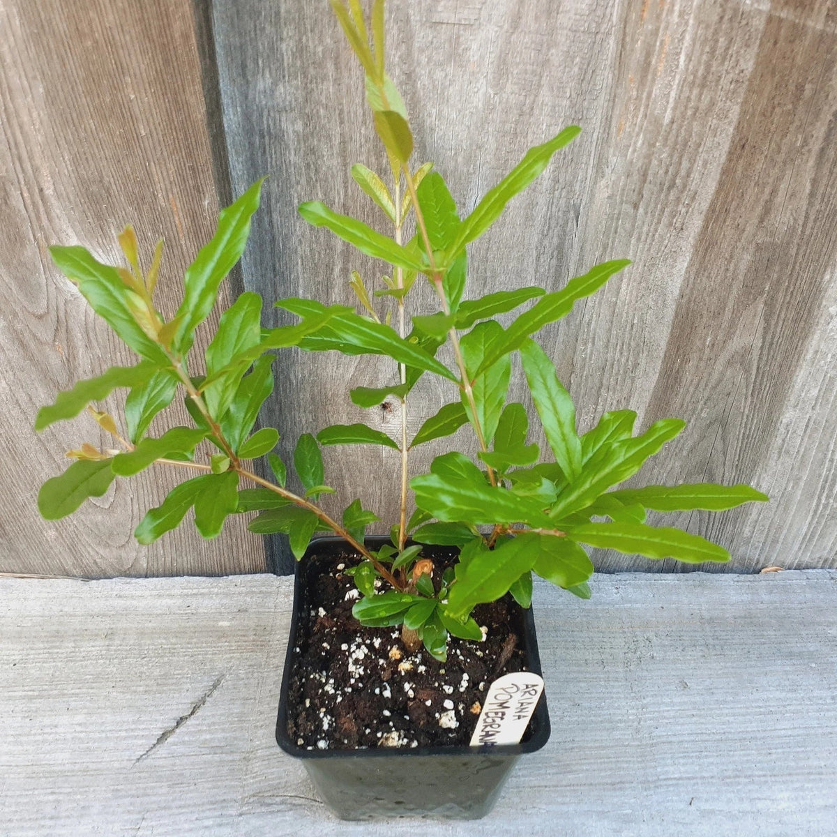 Pomegranate Fruit Tree Starter Plant 3.5" Pot Ariana - Punica granatum, Non-Dormant, Ideal for Bonsai Cultivation