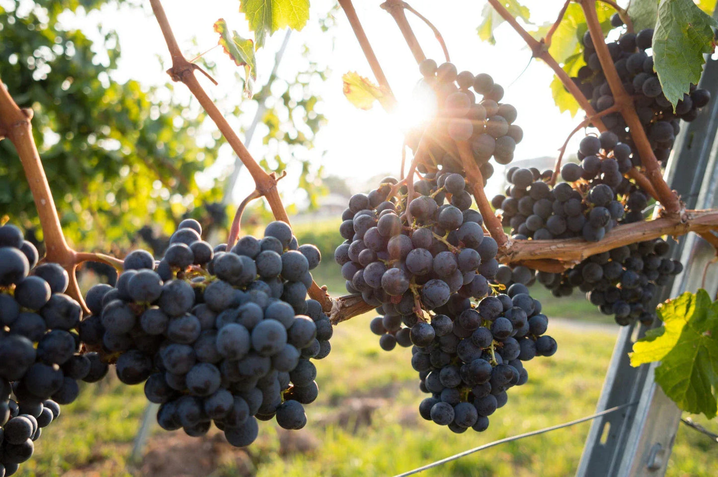 Grape Plants and Cuttings - Organic Vitis vinifera - Fruit-bearing Cultivars for Home Garden - Multiple Varieties Available