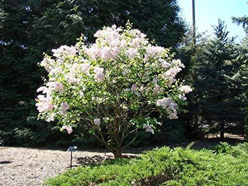 Early White Lilac Seeds | 50+ Seeds | Syringa vulgaris | Fragrant Bonsai Flowering Plants