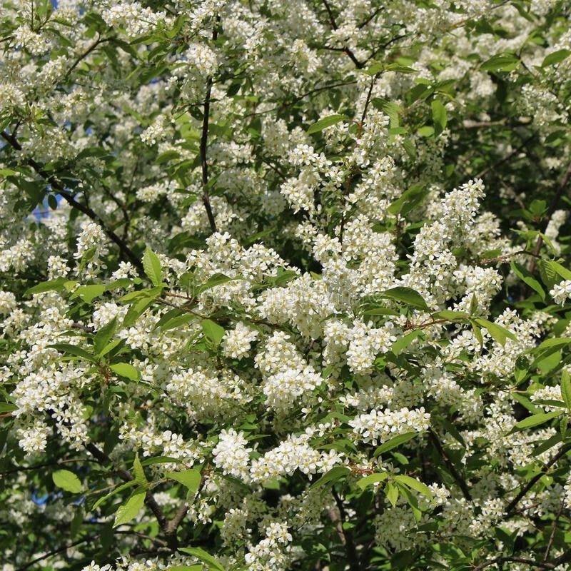 Hackberry Tree Live Bare Root 16+ Inches Celtis occidentalis Durable Wildlife-Friendly Plant Zone 3-9
