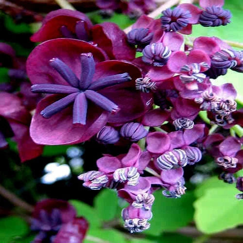 Chocolate Vine Seeds - 3-Leaf Variety - Climbing Plant - Akebia trifoliata - Hardy Fruit Flower for Garden