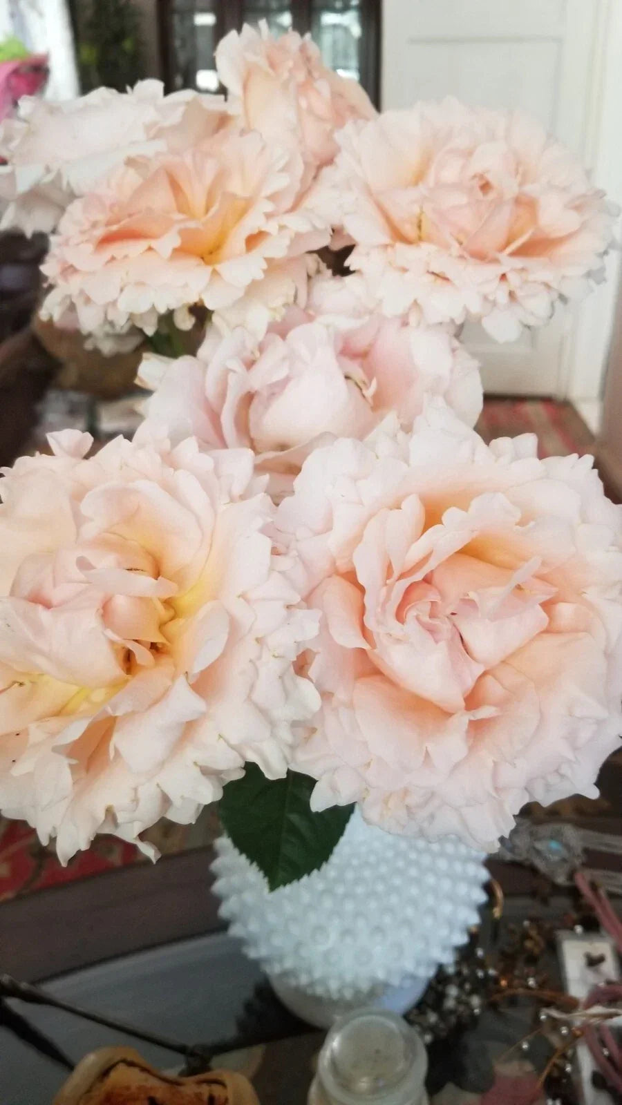 Polka Climbing Rose Cuttings - Apricot - Live Fresh Plant - Rosa 'Polka' - Easy to Grow for Garden Trellises and Arbors