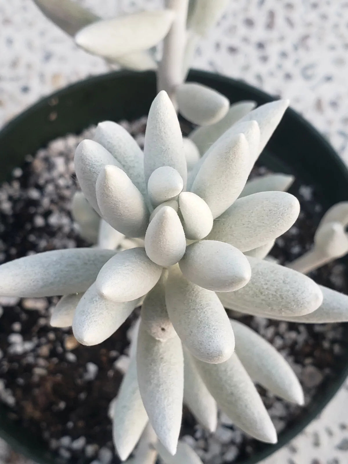 Rare Senecio Haworthii Succulent - 2" Diameter - White Indoor Plant - Senecio haworthii - Unique Low Maintenance Decor