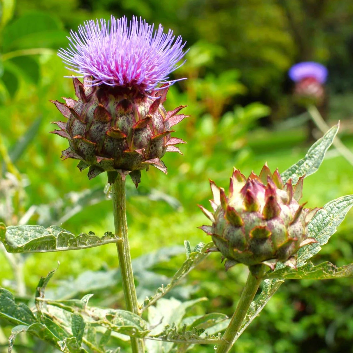 Cardoon Seeds - Artichoke Thistle Variety for 2025 Planting - Cardone, Cardoni, Cardi