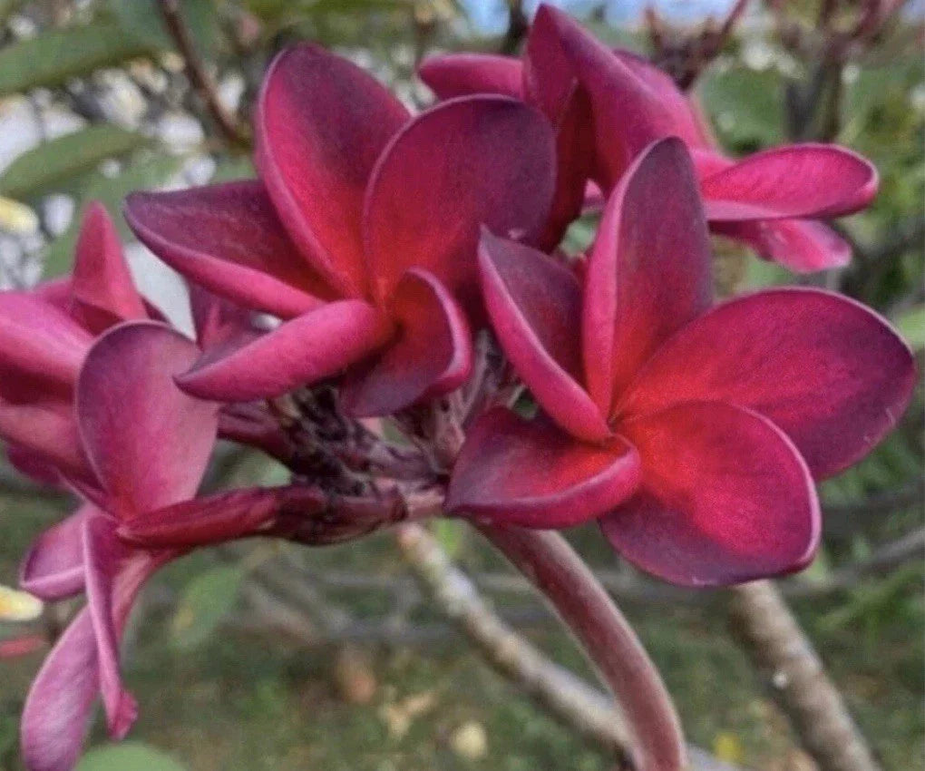 Rooted Plumeria Cutting 17" Wildfire Frangipani Plant Tropical Flowering Plant Plumeria spp.