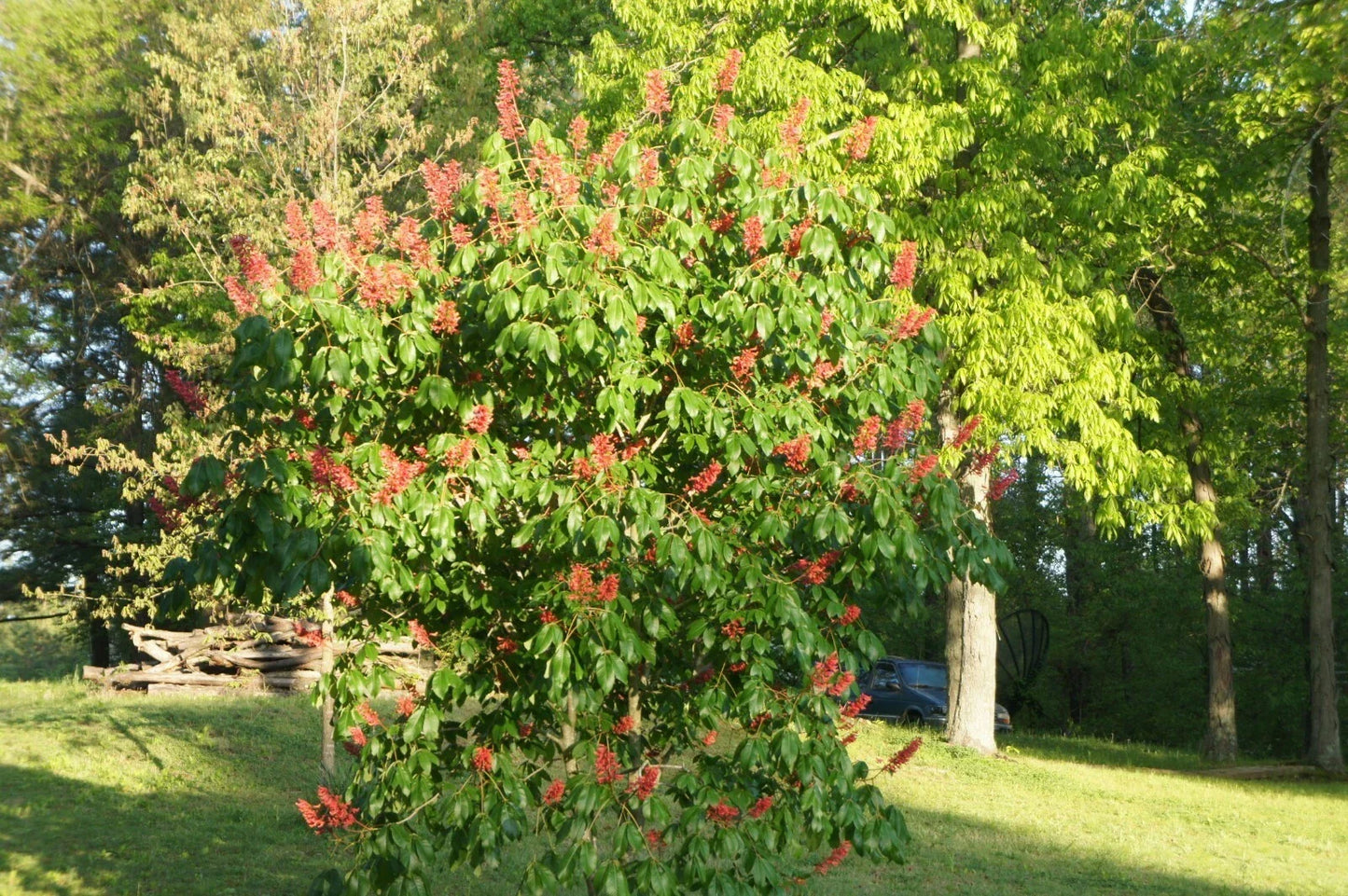 Dwarf Red Buckeye Tree 6-8" Container Aesculus pavia & Ginkgo Tree Ginkgo biloba - Perfect for Small Gardens & Patios