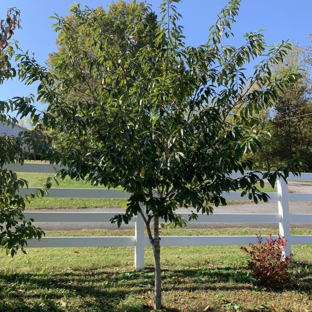 Carolina Buckthorn Live Plant 12-18" Bare Root Frangula caroliniana Deciduous Shrub Wildlife Garden Plant