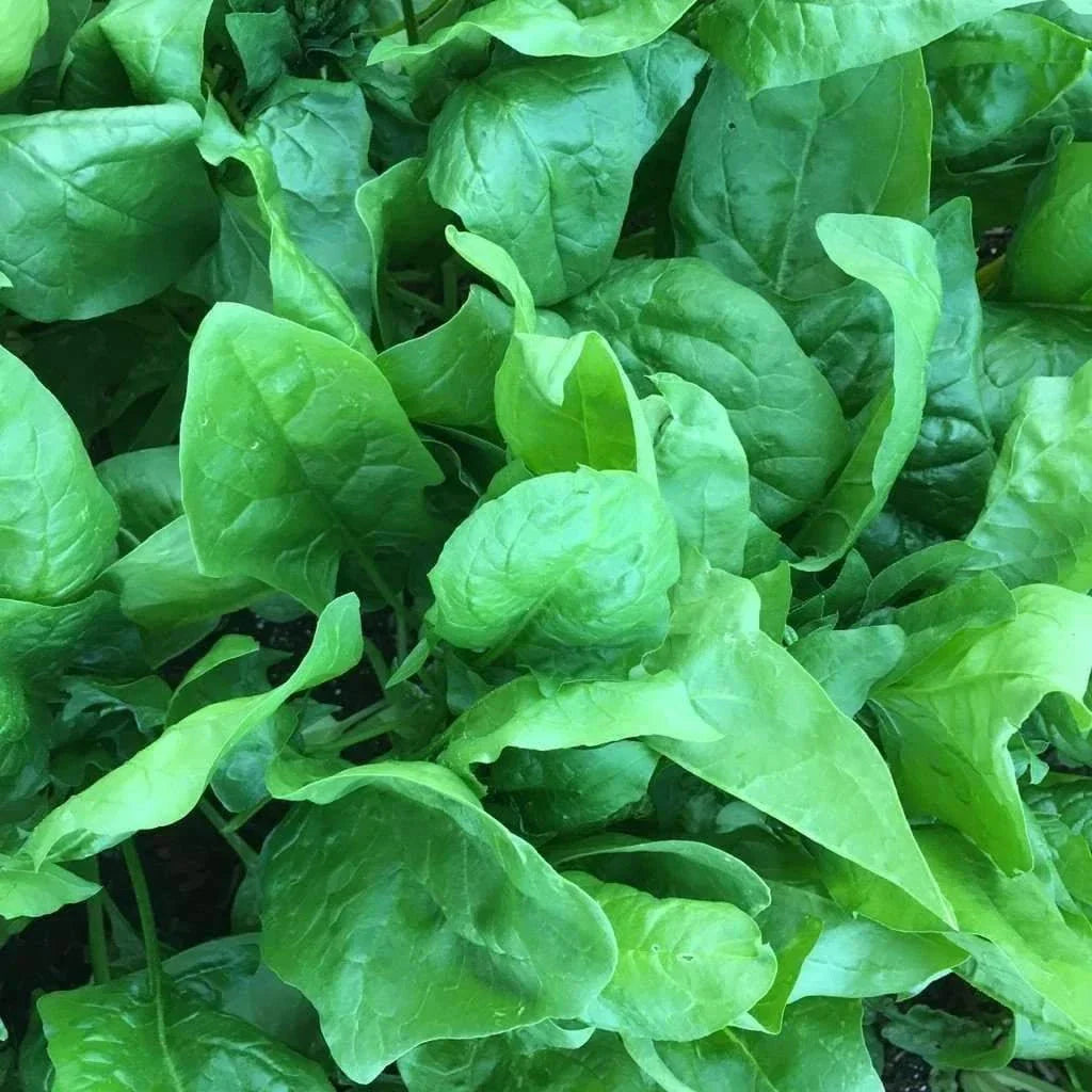 Viroflay Spinach Seeds - Monstrueux de Viroflay, Non-GMO Heirloom, Spinacia oleracea, Multiple Sizes Available