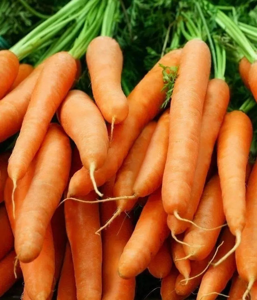 Little Finger Baby Carrot Seeds 1000+ Count | Daucus carota | Ideal for Vegetable Gardens & Container Planting