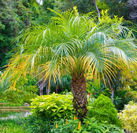 15 Pygmy Date Palm Seeds - Dwarf Phoenix Roebelenii - Easy Care Indoor Plant, Perfect for Small Spaces, Free Shipping