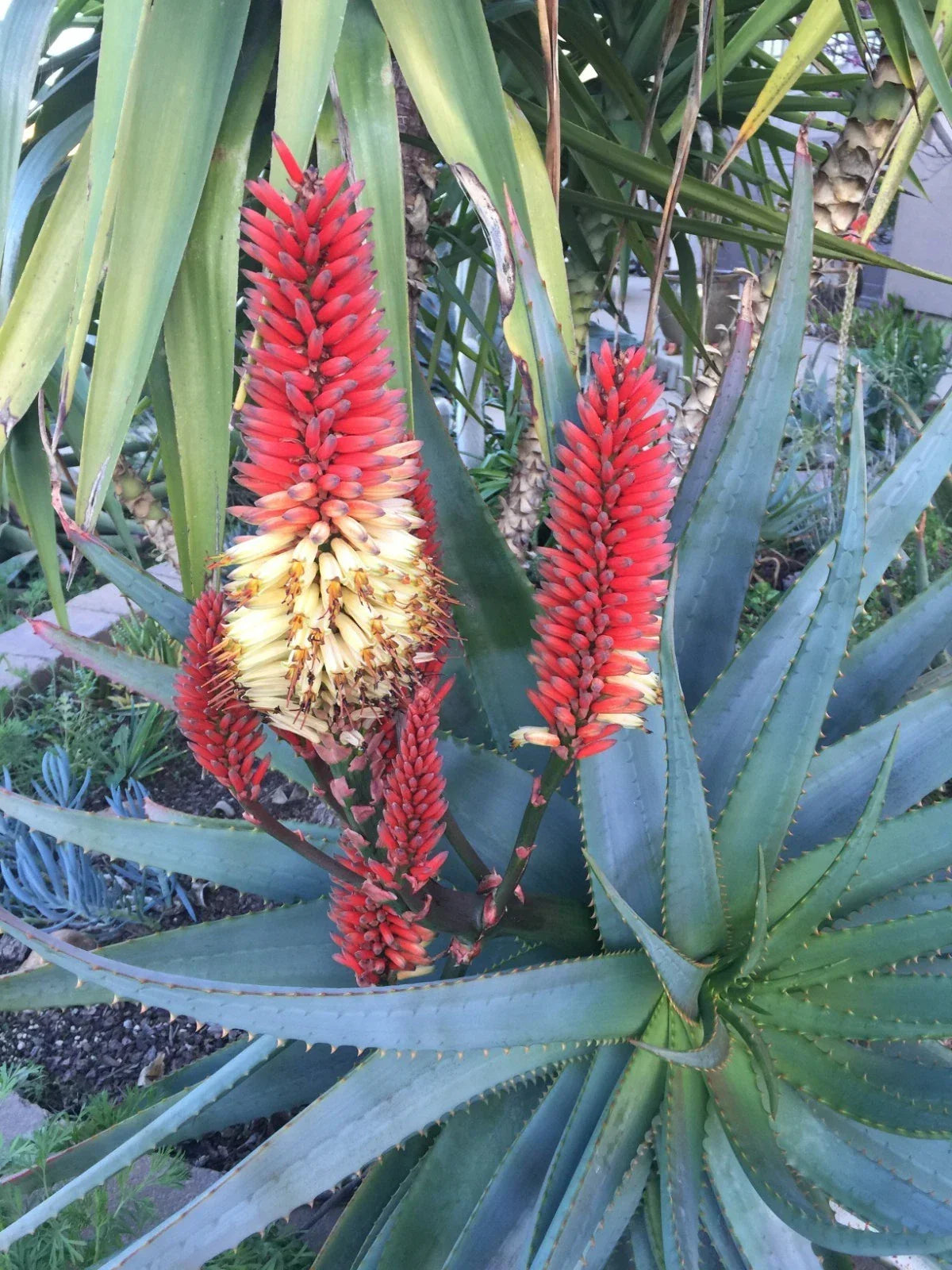 Aloe Cuttings - Raw Cuttings - Aloe 'Tangerine' - Succulent Plant - Ideal for 1g Pot - Easy to Propagate & Care For