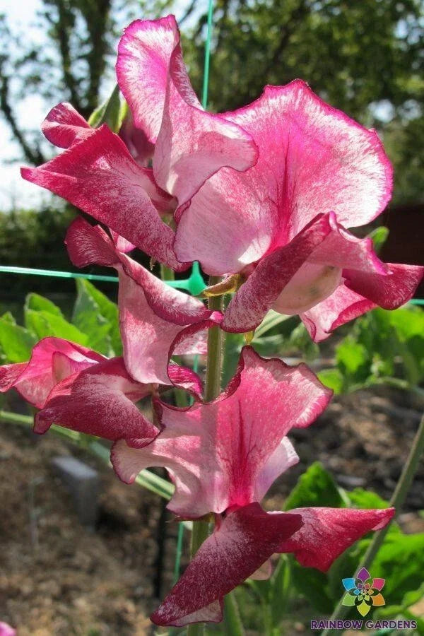 Jacko Sweet Pea Seeds - 50 Pack - Lathyrus odoratus - Colorful & Fragrant Blooms for Garden Planting - USA Grown