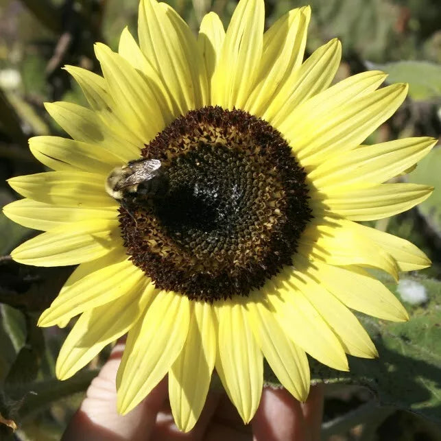Lemon Queen Seeds - 50+ Large Colorful Perennial Flower Seeds - Helianthus annuus - Rare Garden Blooms, Non-GMO
