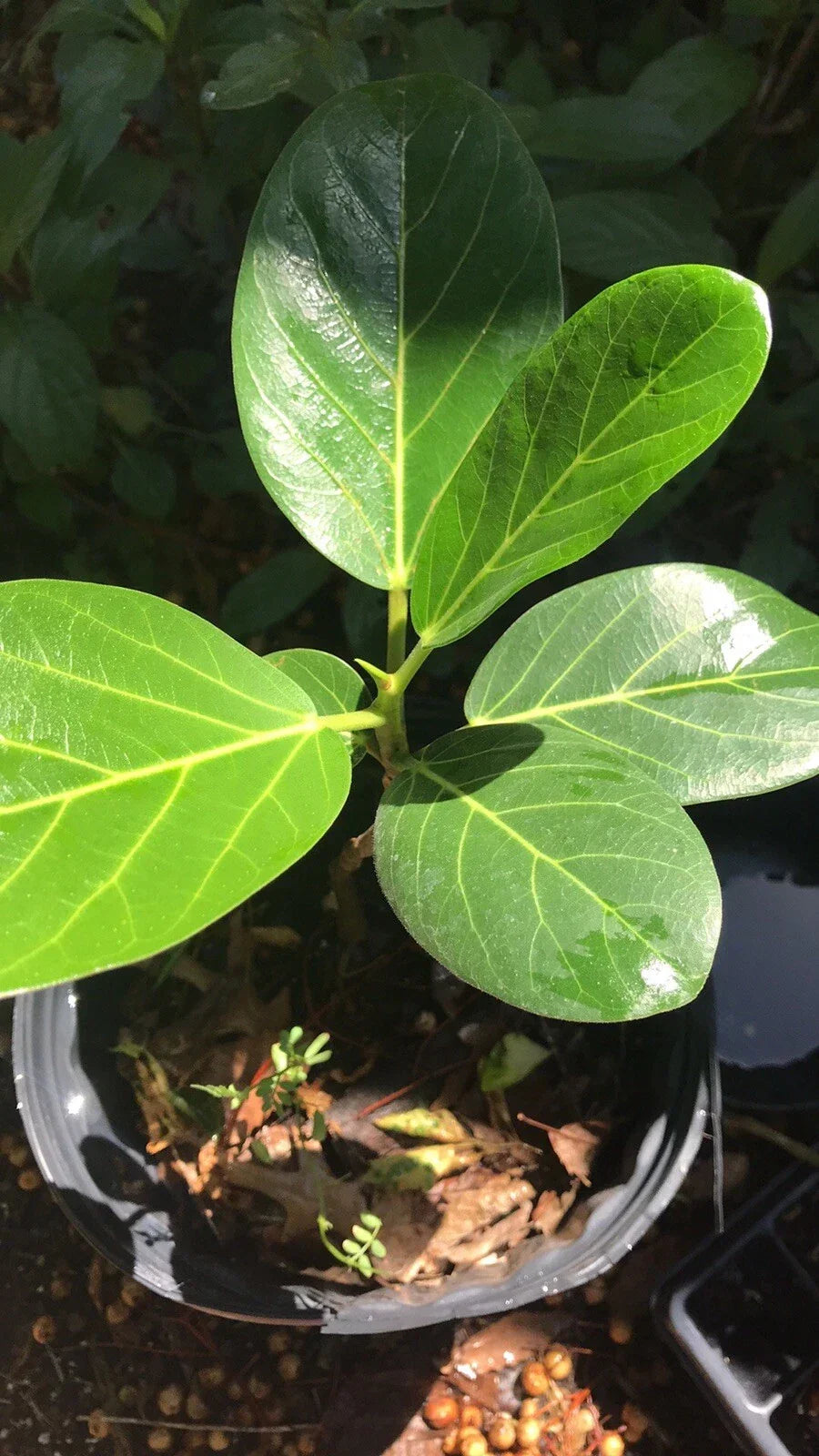Audrey Fig Plant 12” Bare Root Ficus benghalensis - Tropical Ornamental Banyan Tree with Lush Green Leaves