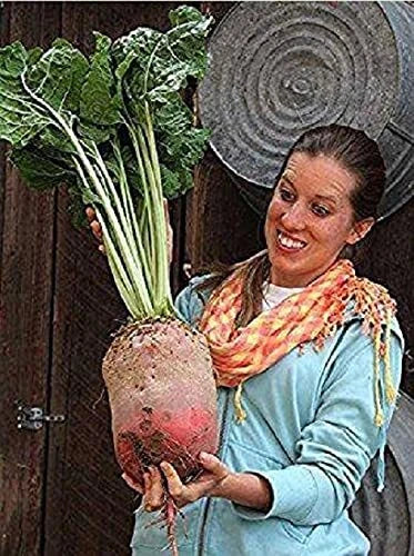 Mammoth Mangel Beet Seeds - 50 Heirloom Seeds - Beta vulgaris - Large Nutrient-Rich Beets for Planting
