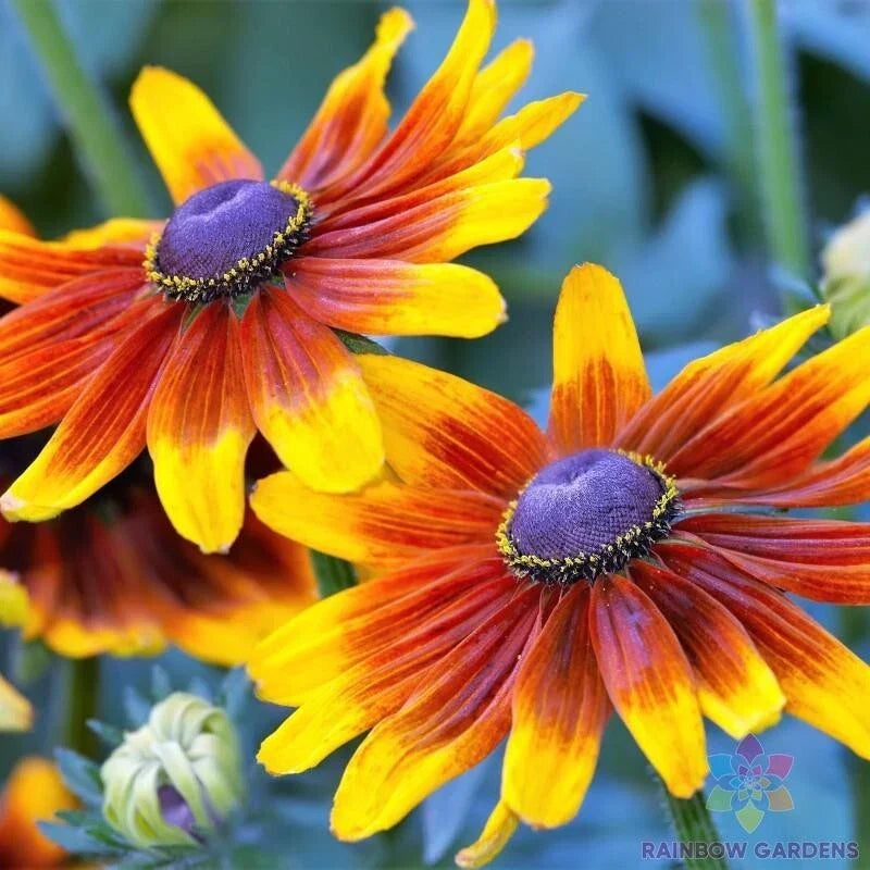 Rudbeckia Seeds 200+ Autumn Forest Black-eyed Susan Rudbeckia hirta Non-GMO Garden Planting USA