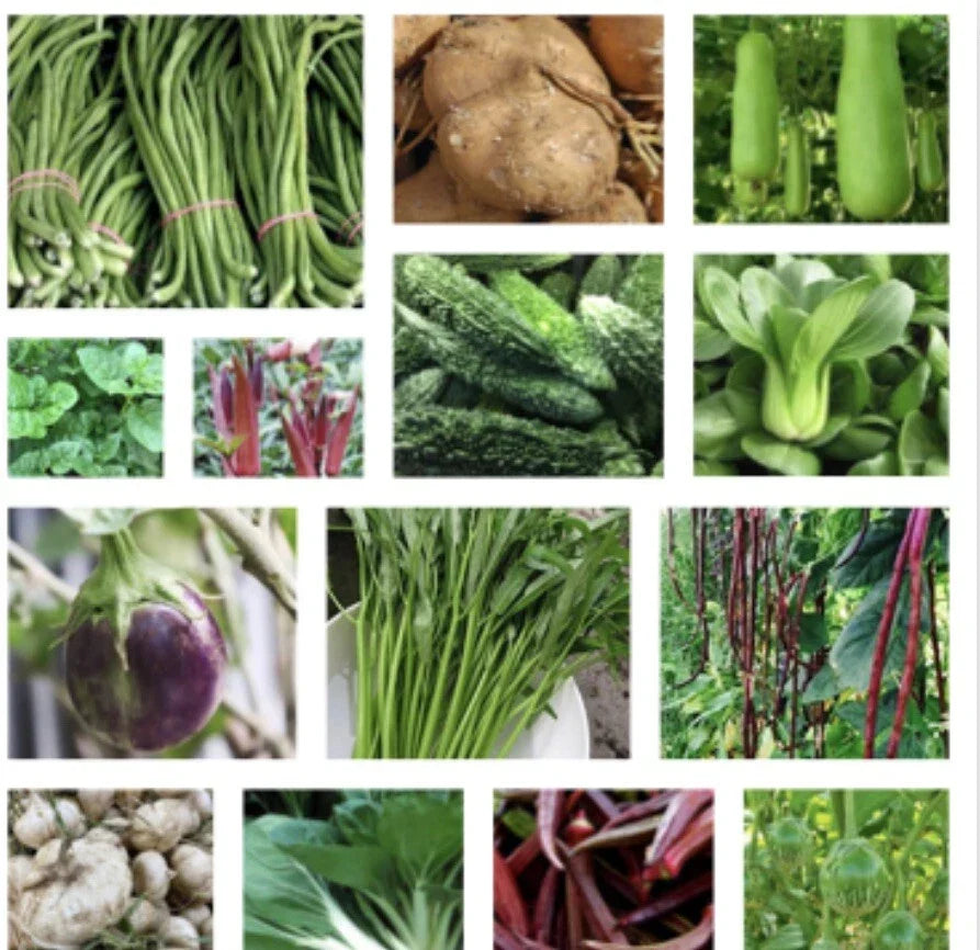 Asian Vegetable Seeds 20 Packets Non-GMO Oriental Varieties for Home Gardens, Various Species