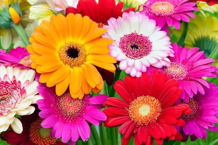 Fresh Gerbera Daisy Flower Seeds Mix - 100 Seeds, Colorful Blooms, Gerbera jamesonii, Easy Planting Instructions
