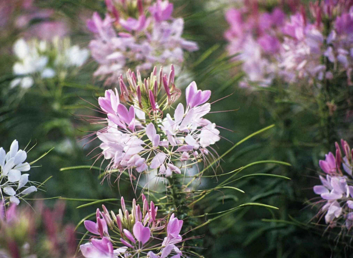 Cleome Spider Plant Flower Seeds - 100+ Pink White Blossoms - Cleome hassleriana - Annual Seeds for Garden
