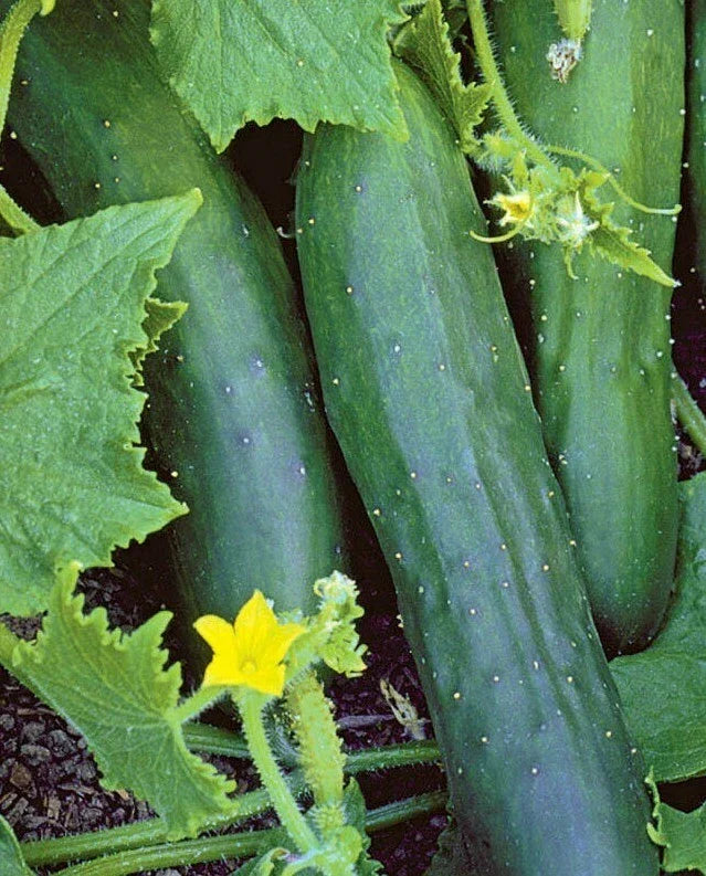 Marketmore 76 Cucumber Seeds - 50+ Non-GMO Cucumis sativus for Vegetable Gardens, Fresh Salads, and Pickling