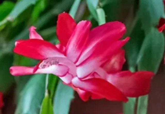 Red Thanksgiving Cactus Cuttings - 2 Fresh Schlumbergera truncata Holiday Plants for Home Decor and Gifting