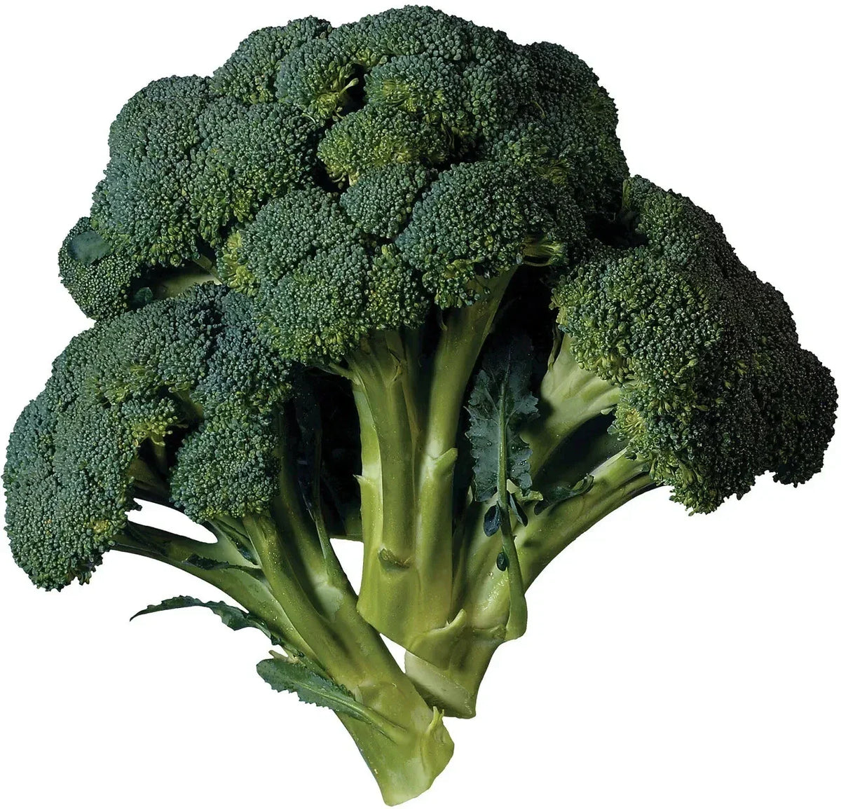 Broccoli Seeds 15 Pack Heirloom Variety Brassica oleracea Non-GMO Organic Garden Seeds for Home Growing