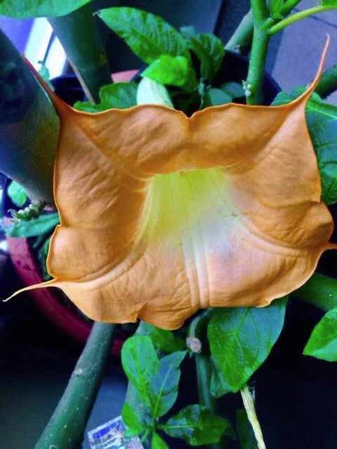 Brugmansia Cuttings - 3 Fresh MOBISU Angel's Trumpet Cuttings - Brugmansia spp. - Easy to Grow, Fragrant Flowers