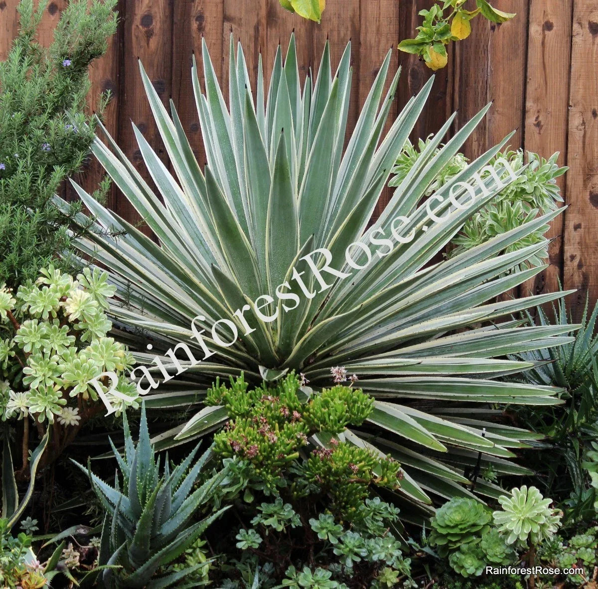 Agave Baby Cuttings - 5 Variegated Caribbean Agave Plants - Agave angustifolia variegata - Low Maintenance Indoor/Outdoor Decor