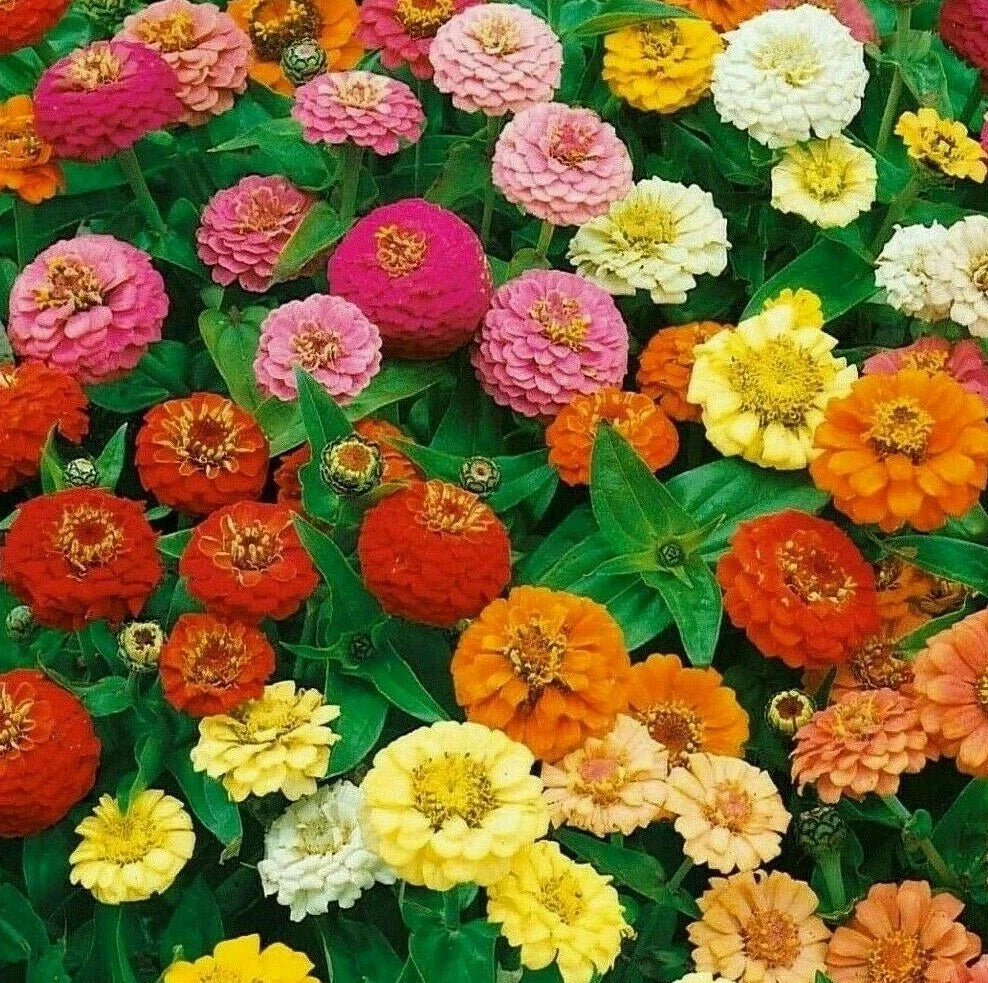 Thumbelina Zinnia Flower Seeds - 100+ Pack - Colorful Annuals for Pollinators - Zinnia elegans - Easy to Grow