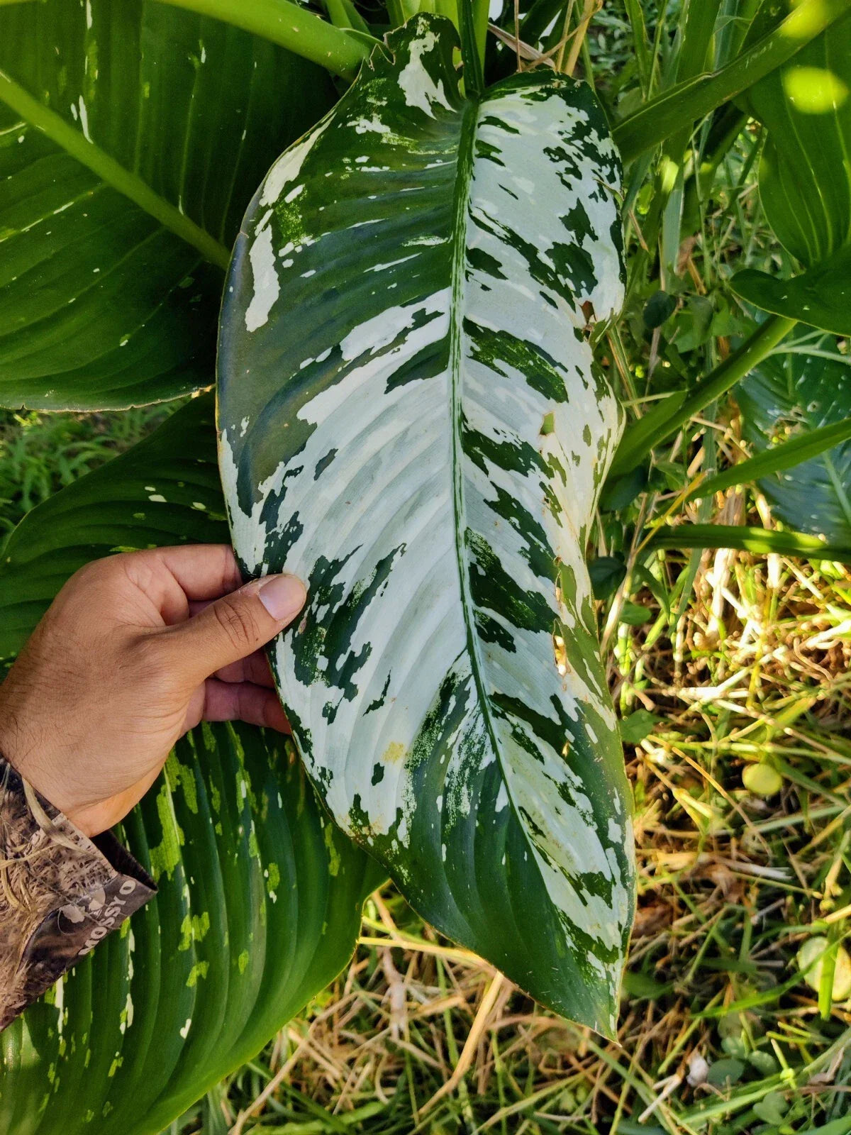 Variated Dieffenbachia Cutting | Rare Dumb Cane Live Plant | Indoor Houseplant | Dieffenbachia spp.