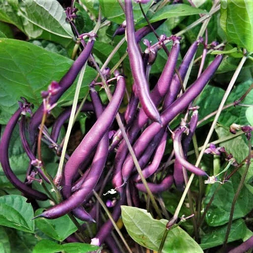 Royal Burgundy Bean Seeds | Non-GMO Vegetable Seeds | Purple Green Beans | Phaseolus vulgaris | 50 Seeds per Packet