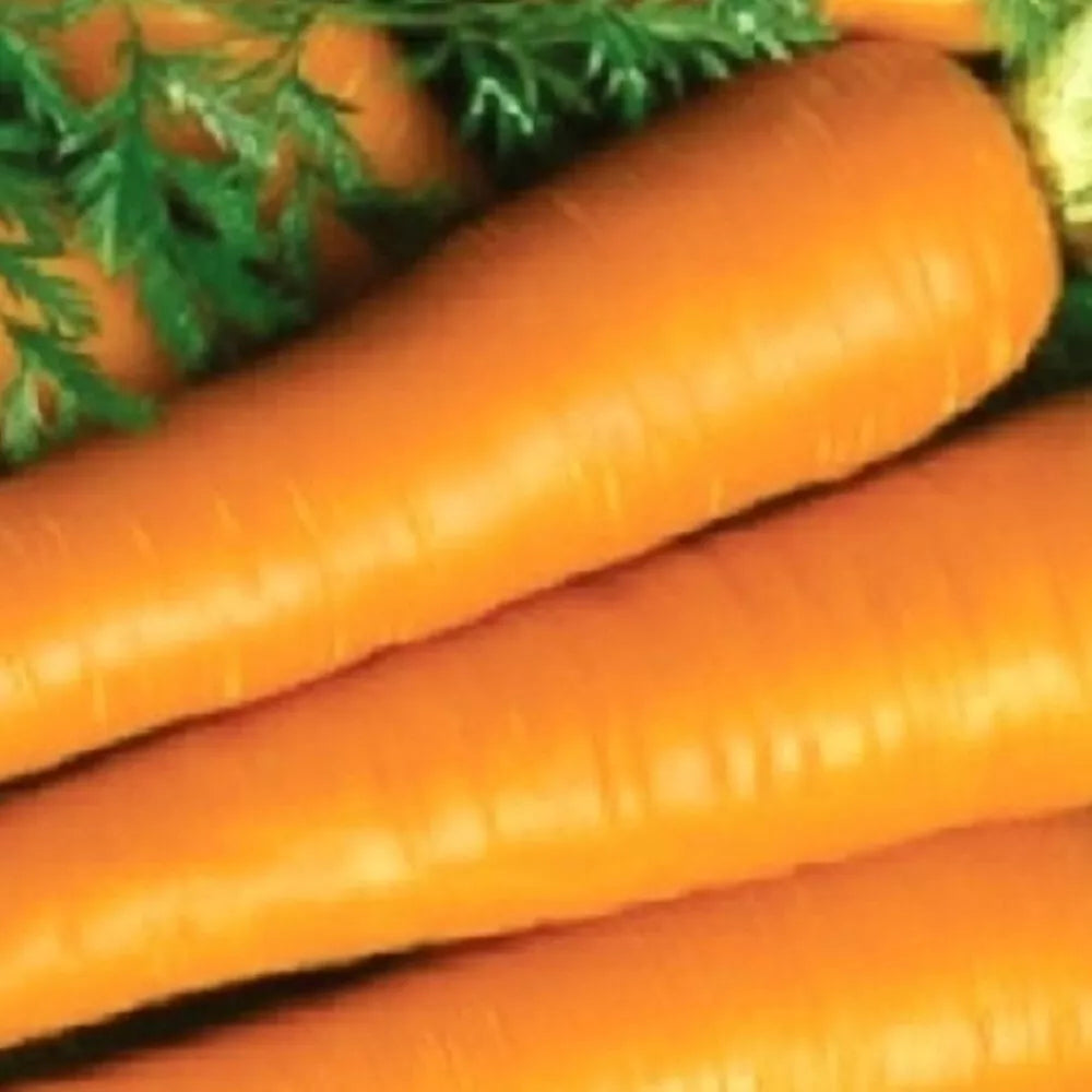 Imperator Carrot Seeds | Heirloom Non-GMO | Daucus carota | 500 Seeds for Garden Planting
