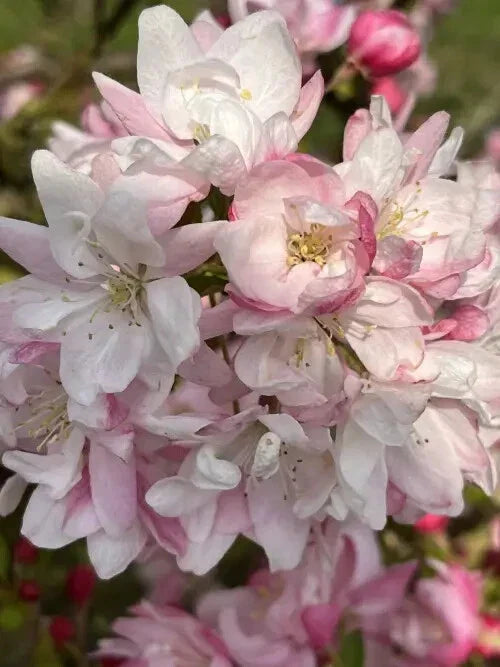 Snowcloud Crabapple Seeds - 25 Pack - Malus 'Snowcloud' - Fast-Growing Deciduous Tree for Garden Planting - USA