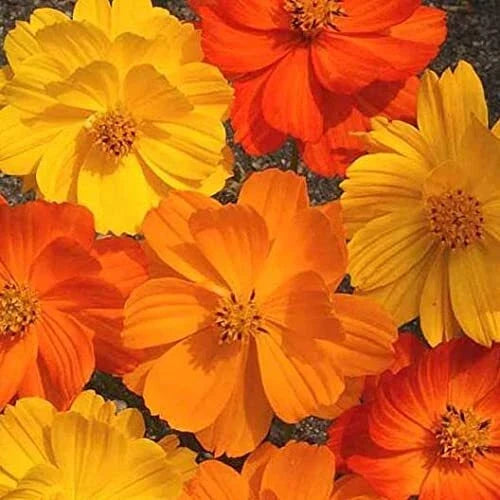 Cosmos Flower Seeds 1,000 Non-GMO Bright Lights Mix Cosmos bipinnatus - Vibrant Colors for Garden & Pollinators