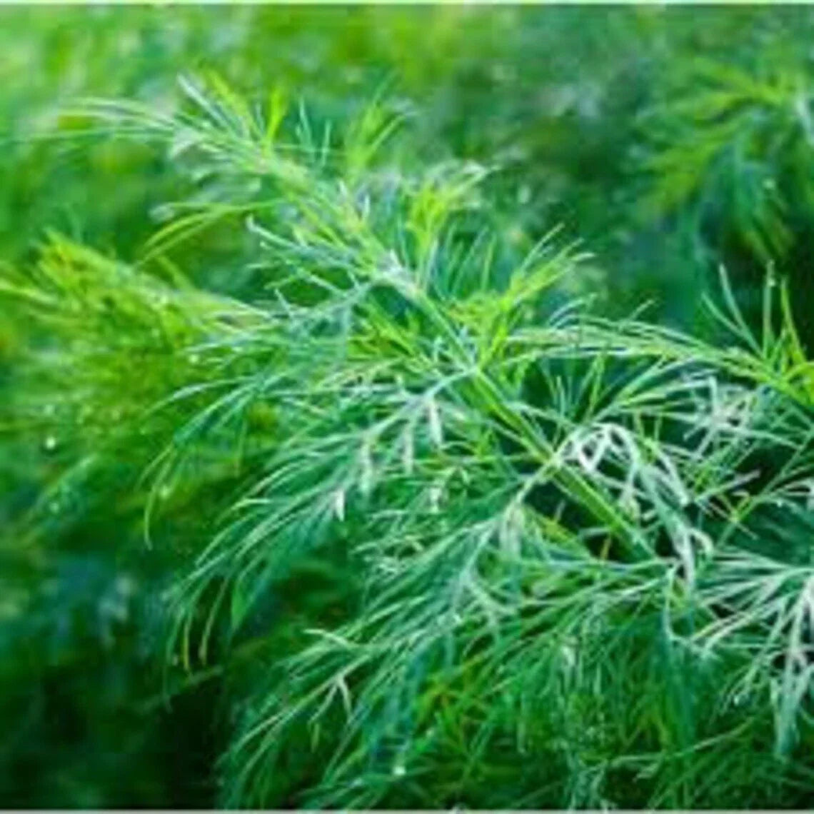 Dill Seeds 500+ Non-GMO Dukat Variety Culinary Herb Anethum Graveolens for Cooking and Gardening