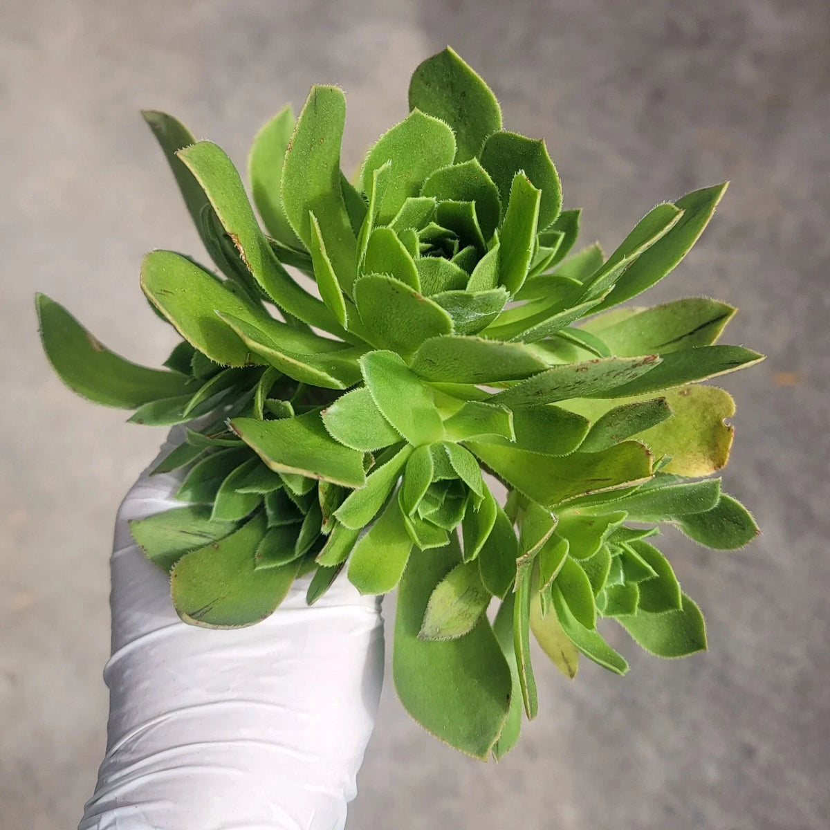 Aeonium Cutting - Cluster Variety - Aeonium Arboreum - No Roots - Unique Rosettes for Indoor/Outdoor Gardening