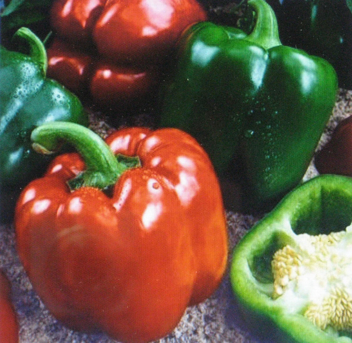 Sweet Giant Pepper Seeds - 25 Seeds - Keystone Variety - Capsicum annuum - Non-GMO, Easy to Grow, High Yield