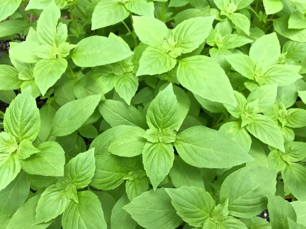 Lemon Basil Seeds 500+ Organic Heirloom Non-GMO Ocimum Basilicum for Culinary Herb Garden