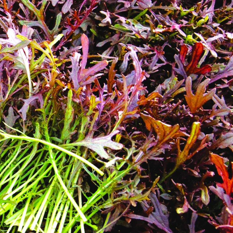 Red Mizuna Mustard Greens Seeds - Heirloom Vegetable Seeds for 2025 Planting - Brassica rapa var. nipposinica - Non-GMO