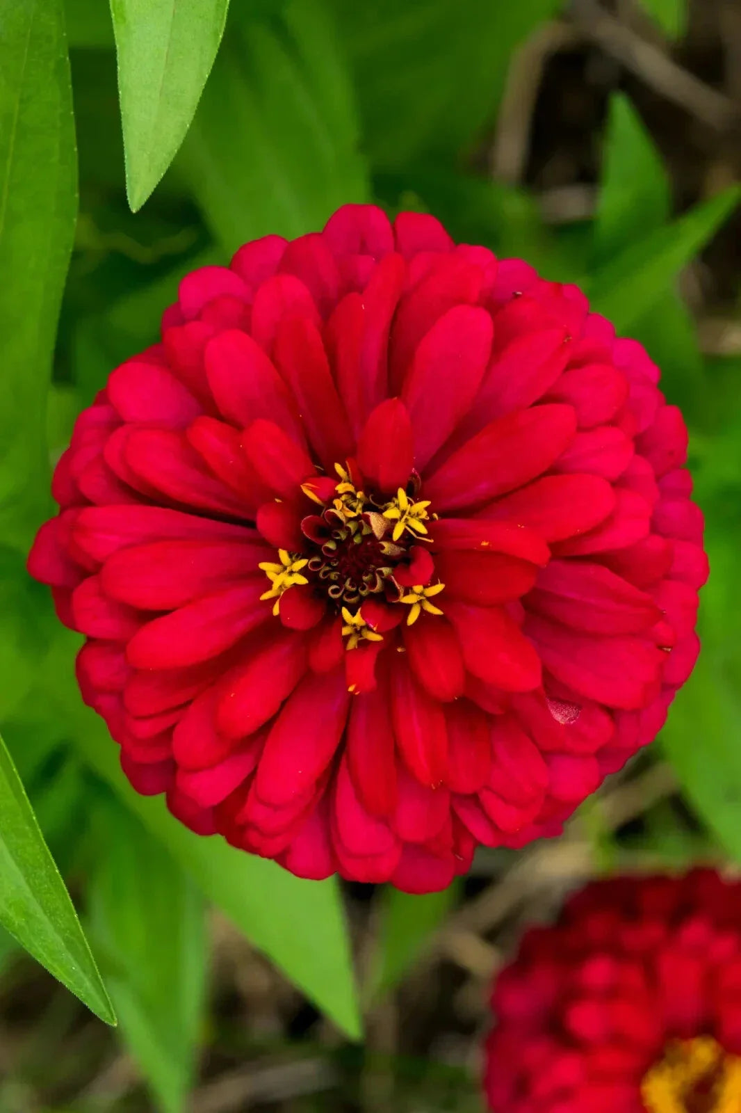 Cherry Queen Zinnia Seeds - Non-GMO Variety Pack - Zinnia elegans - Easy to Grow, Vibrant Cherry-Red Blooms