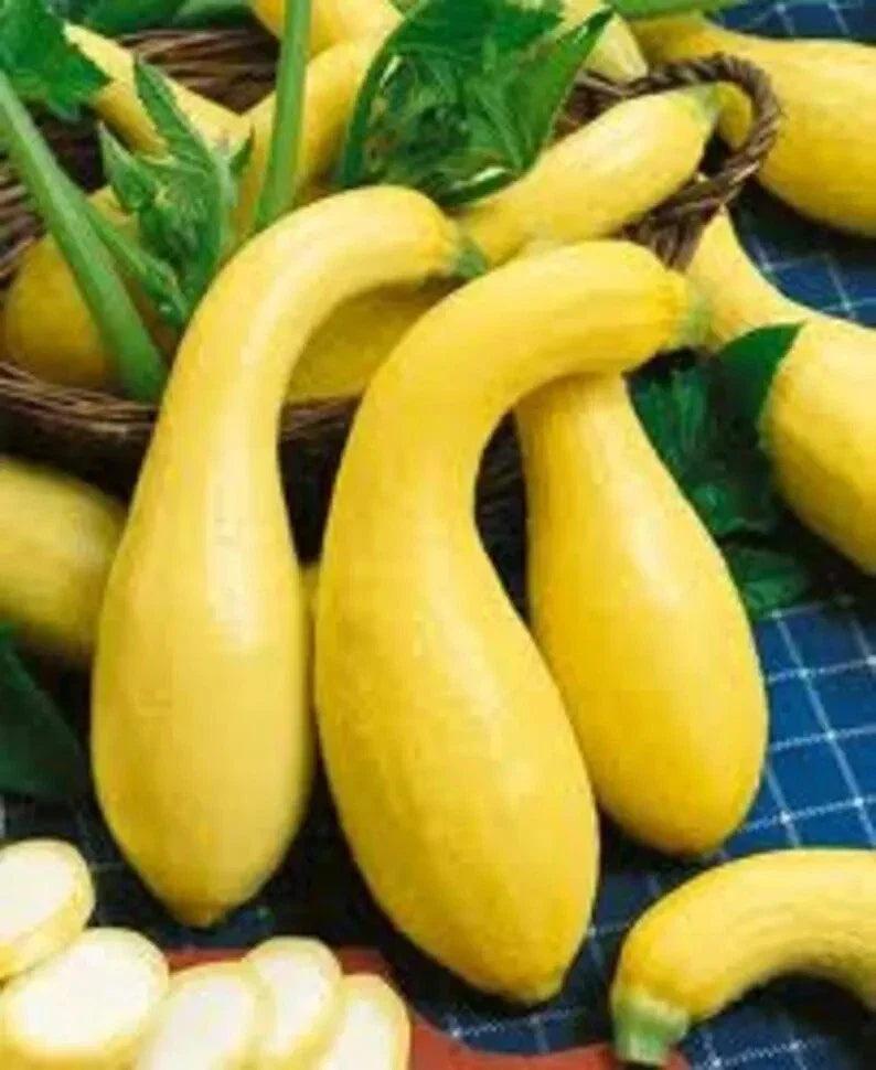 Yellow Crookneck Squash Seeds - 25+ Heirloom Non-GMO - Cucurbita pepo - Golden Summer Variety for Home Gardens