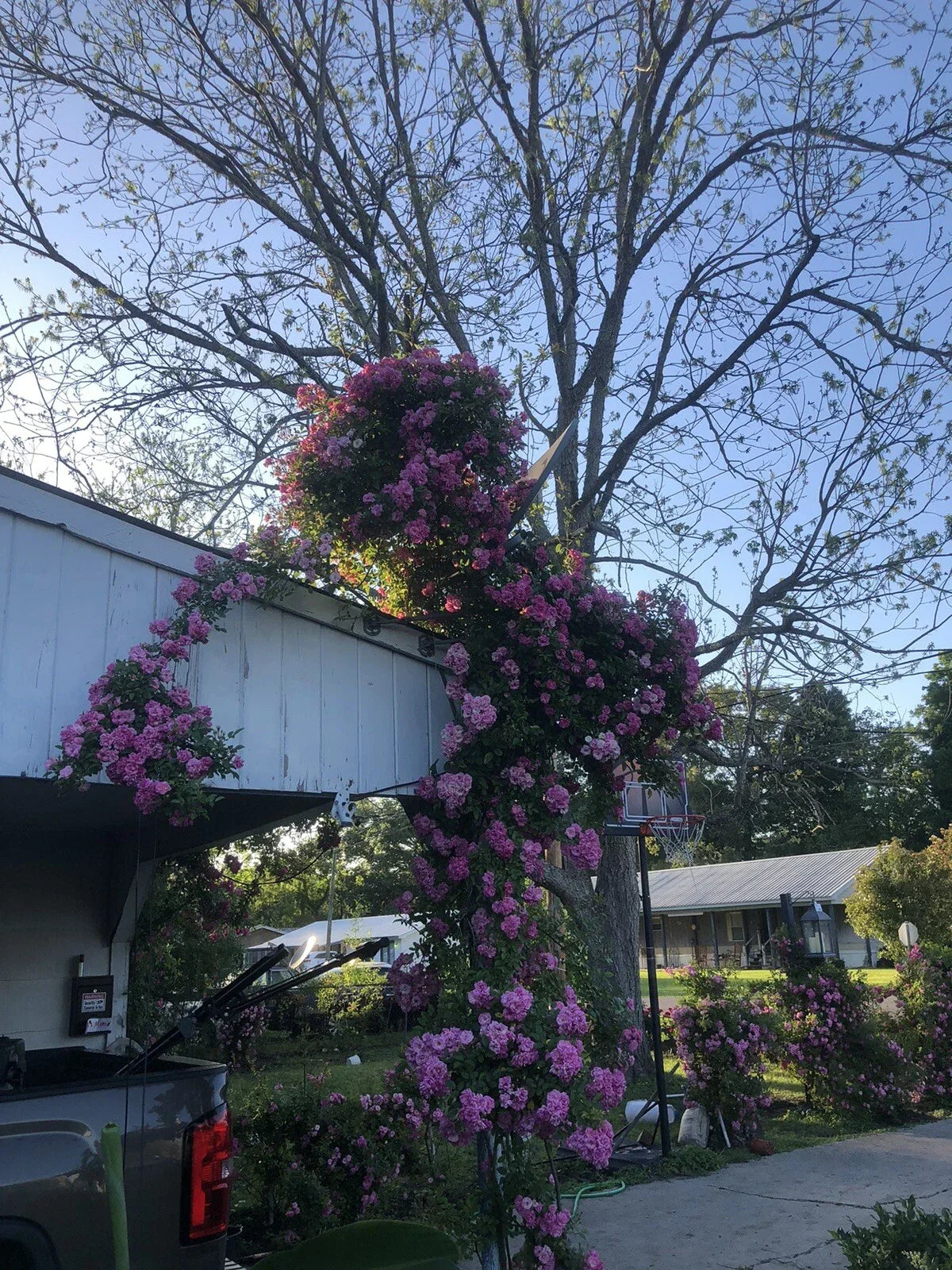 Live Rooted Trailing Rose Plant 2ft Peggy Martin Hurricane Katrina®️ose Rosa 'Peggy Martin' - Vibrant Pink Blooms, Hardy & Resilient