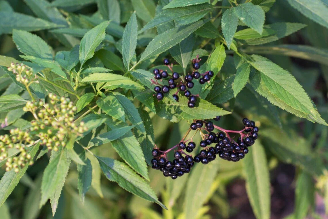 Elderberry Cuttings 6-Pack Native Edible Wildflower Sambucus canadensis - Perfect for Gardens, Pollinator Friendly, Nutrient-Rich Berries