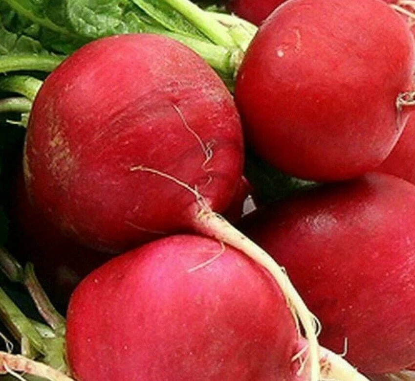 German Giant Radish Seeds 200+ Count - Raphanus sativus - Culinary Garden Vegetables for Salads and Pickling