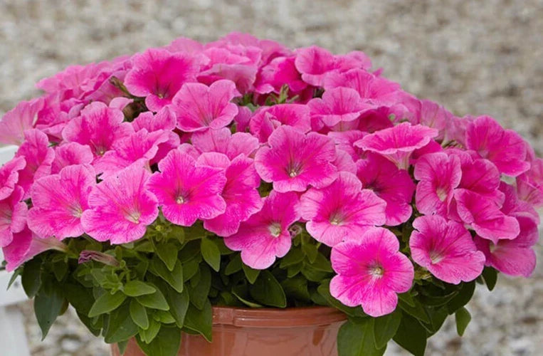 Petunia Seeds - 10 Pelleted Seeds - Easy Wave Pink Cosmo - Petunia × hybrida - Vibrant, Easy to Grow, Drought-Tolerant Annual