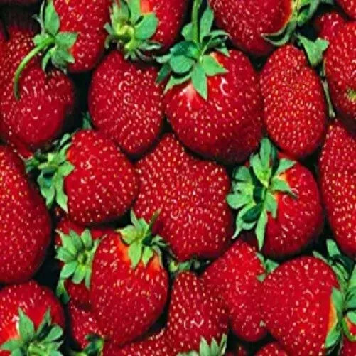 Everbearer Strawberry Plants - 10 Bare Roots - Ft. Laramie Variety - Fragaria × ananassa - Perfect for Home Gardens