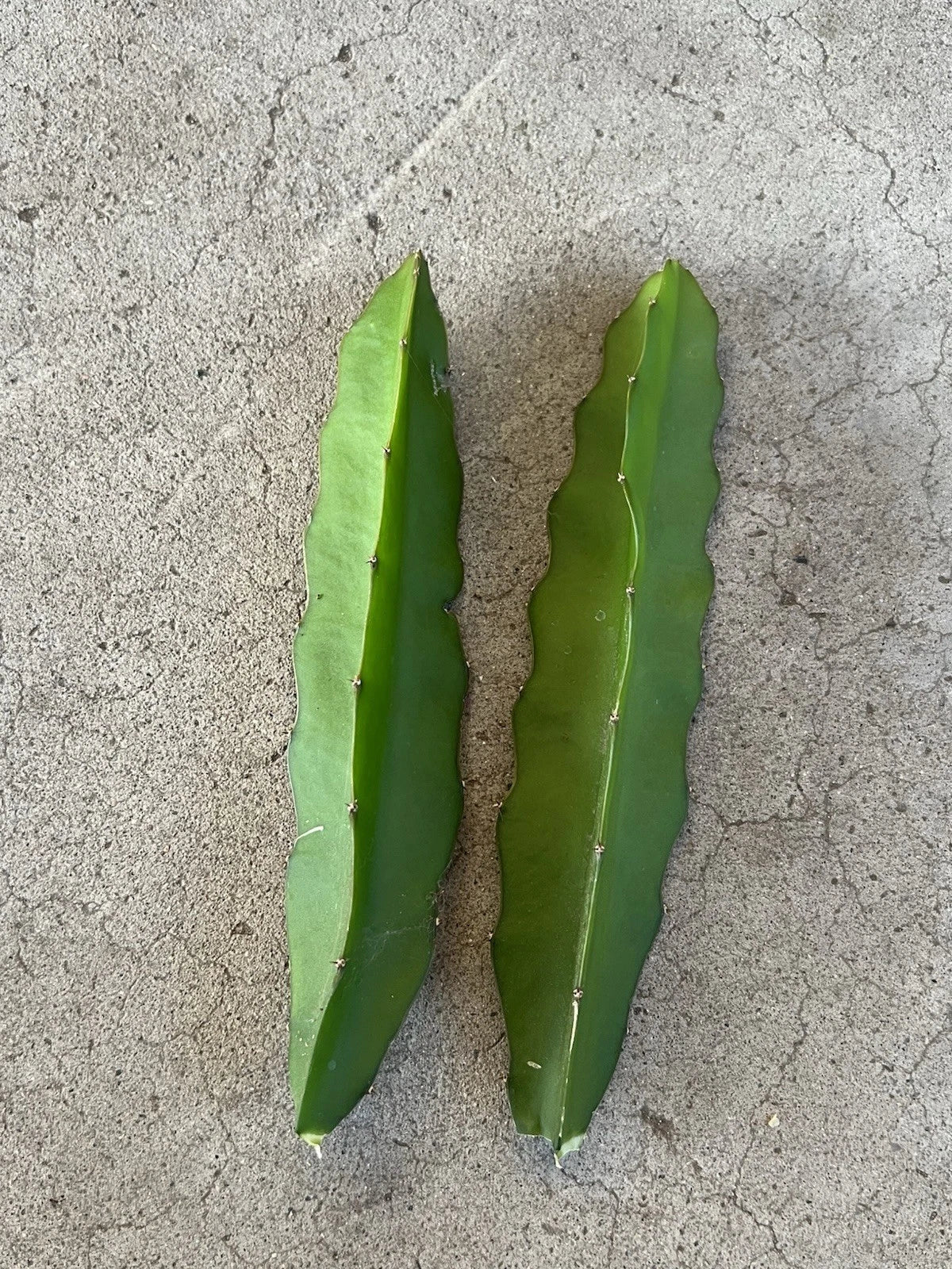 Dragon Fruit Cuttings 7" Red Flesh Self Pollinating Hylocereus undatus - 2 Pcs Fresh Cuttings for Planting