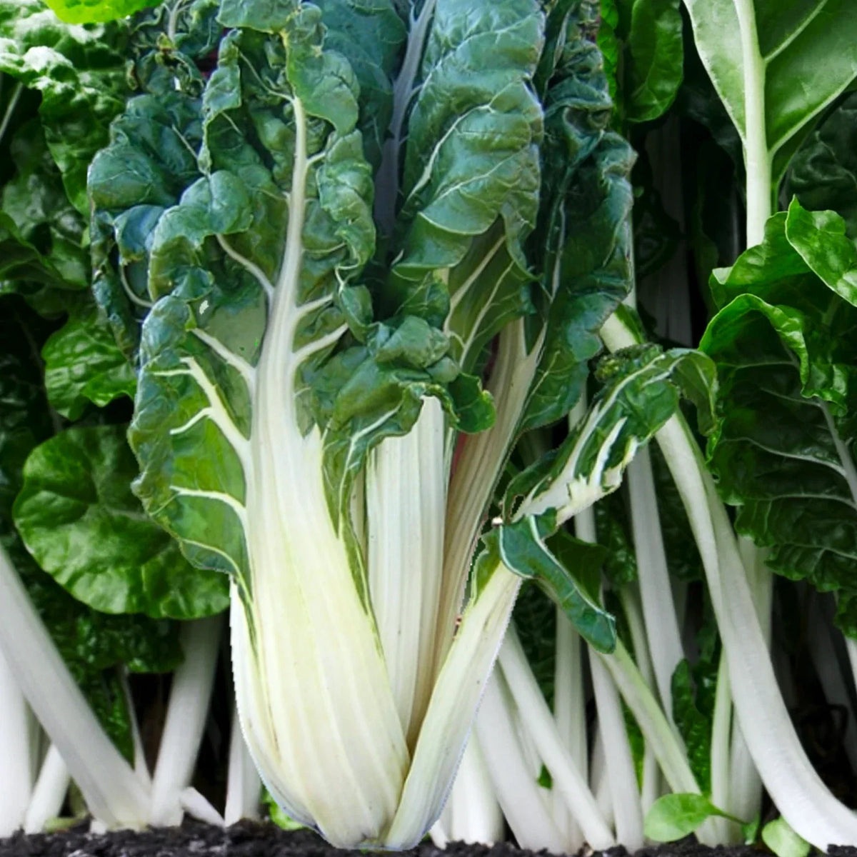 Large White Ribbed Swiss Chard Seeds | Fordhook Lucullus Variety | Non-GMO Heirloom | Beta vulgaris subsp. cicla | 200 Seeds