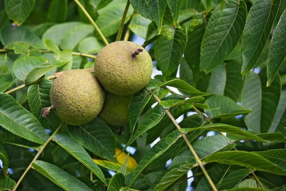 Black Walnut Tree Seeds 4 Pack - Juglans nigra - Ideal for Planting - Drought-Tolerant, Wildlife Friendly, Low Maintenance