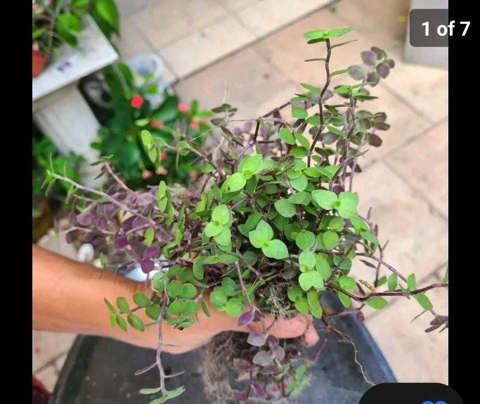 Dwarf Bolivian Calisia Repens Cuttings 40 pcs & Wandering Jew Tradescantia Cuttings 20 pcs for Propagation - Calisia Repens, Tradescantia Zebrina
